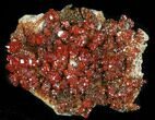 Brilliant Vanadinite Crystal Cluster - Morocco #36992-2